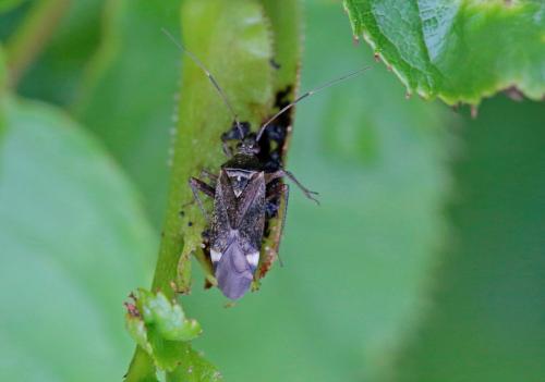 Closterotomus fulvomaculatus